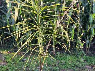 Farm & Agricultural Land