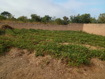 Farm & Agricultural Land