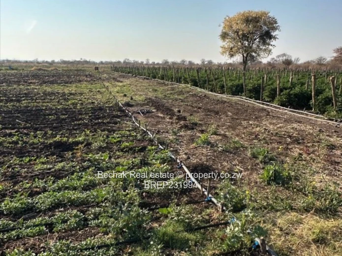 150ha Nyamandlovu Farm - Irrigation-Ready Arable Land, Subdivision Potential