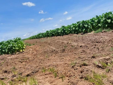 Farm & Agricultural Land