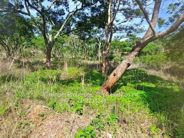 98ha Tree-Lined Arable & Grazing Farm Near Marondera