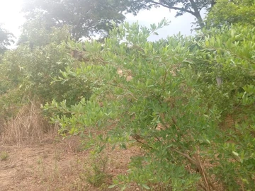 Farm & Agricultural Land