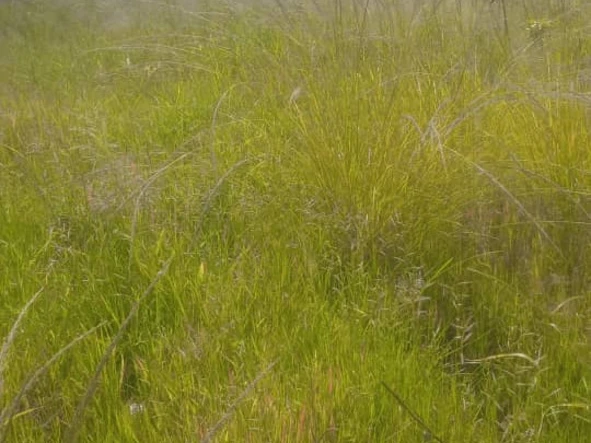 Commercial & Industrial Land