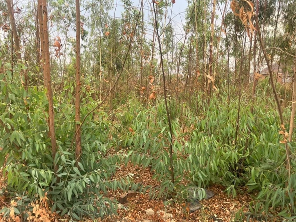 Stands & Residential Land