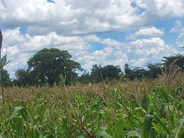 Farm & Agricultural Land