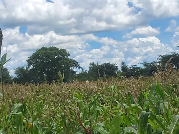 Farm & Agricultural Land