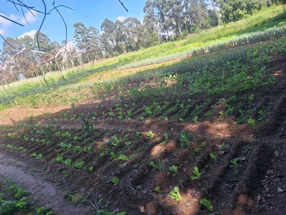 Farm & Agricultural Land