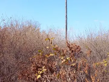 Farm & Agricultural Land