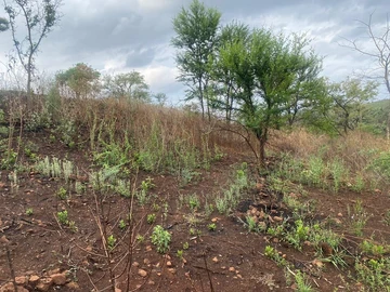 Stands & Residential Land