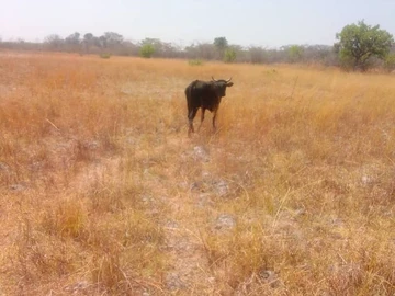 Farm & Agricultural Land