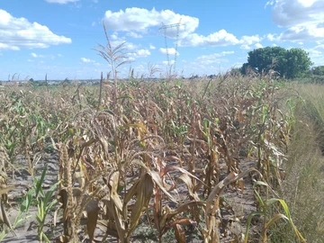 Commercial & Industrial Land