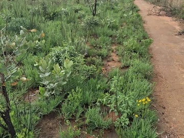 Stands & Residential Land