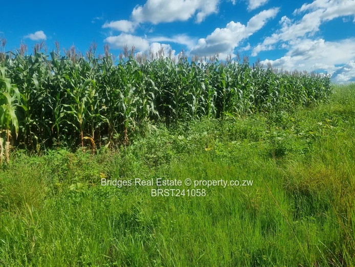 Agro Residential Parcel (Sole Mandate)