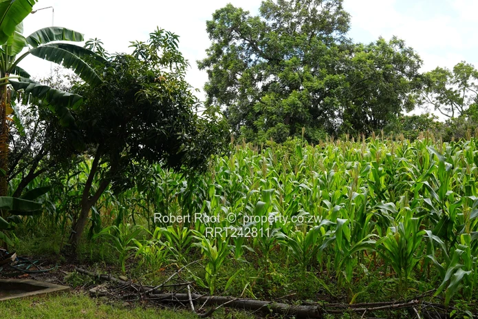 Prime Property With Seke Road Frontage