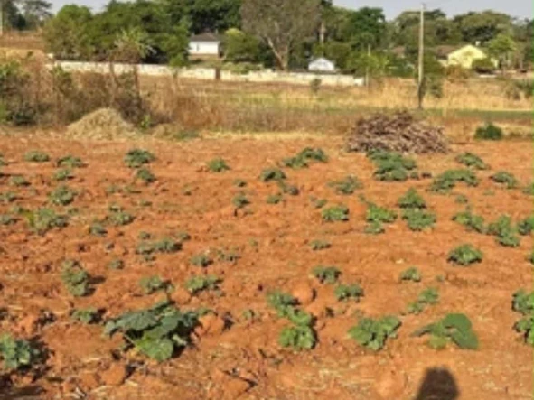 Commercial & Industrial Land