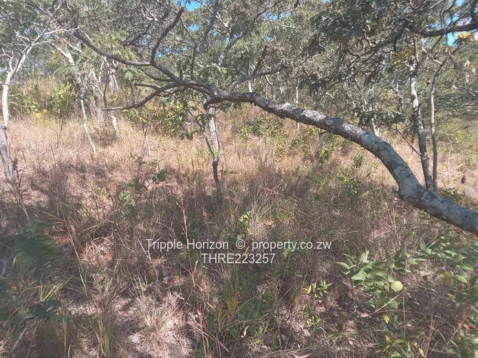 7,000 m² Treed Stand in Umwinsidale – Tarred Road in a built up secure area