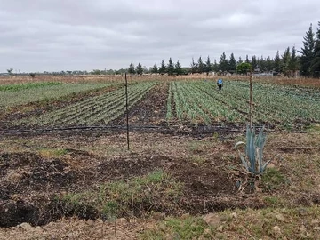 Farm & Agricultural Land