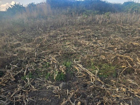 Commercial & Industrial Land
