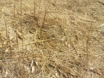 Farm & Agricultural Land