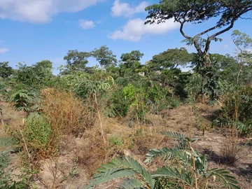 Mazowe Stand For sale