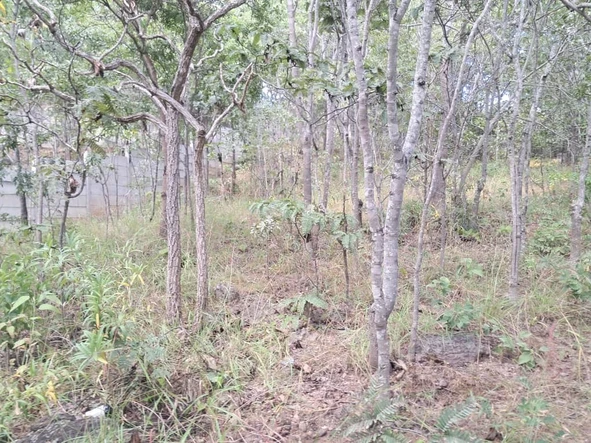 Land