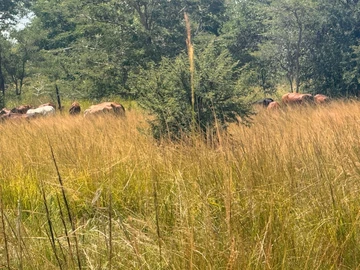 Farm & Agricultural Land