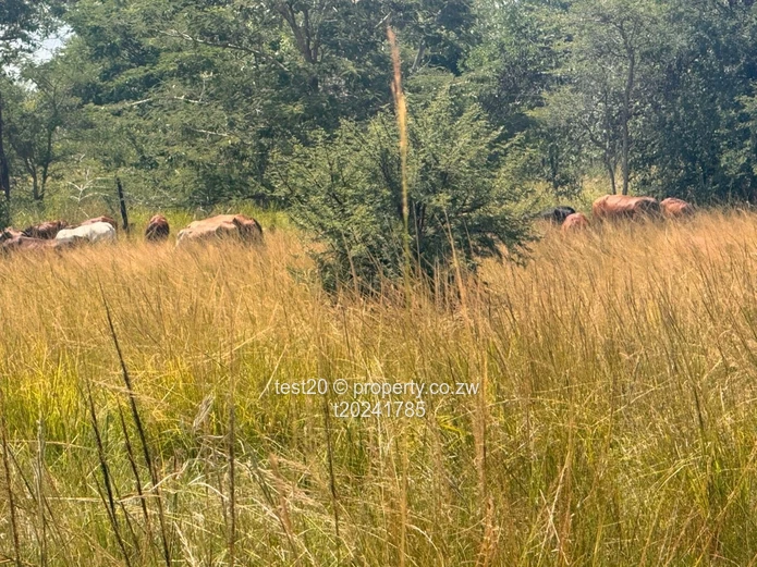 Doornfontein 1ha Agro Plot  — Gravel Access, Arable Soil & Grazing