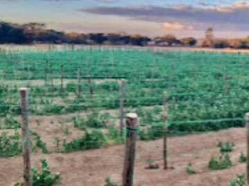 Farm & Agricultural Land