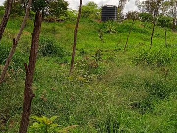 Farm & Agricultural Land