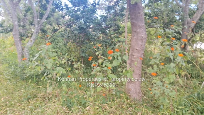 Large Land Lovely Location!