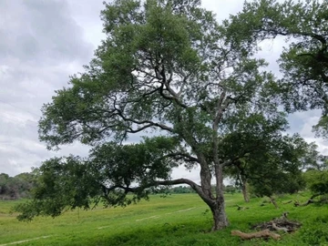 Farm & Agricultural Land