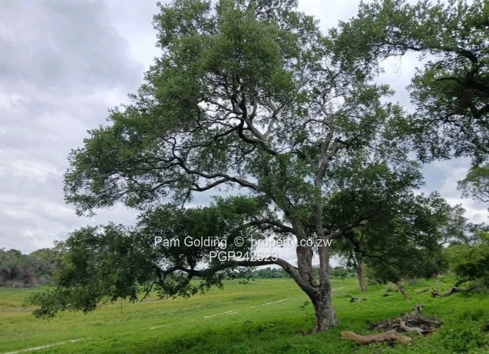 Nyamandlovu Plots for Sale