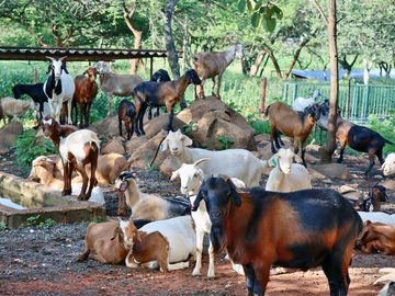 Farm & Agricultural Land