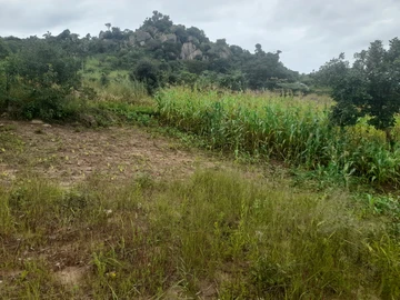 Stands & Residential Land