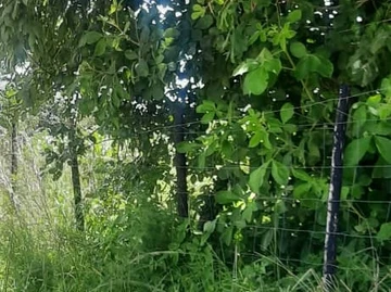 Farm & Agricultural Land