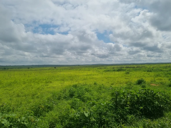 Farm & Agricultural Land