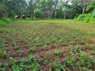 Farm & Agricultural Land