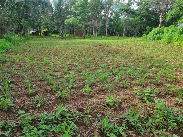 Farm & Agricultural Land