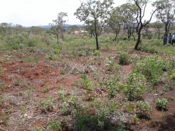 Land