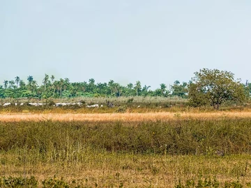 Farm & Agricultural Land