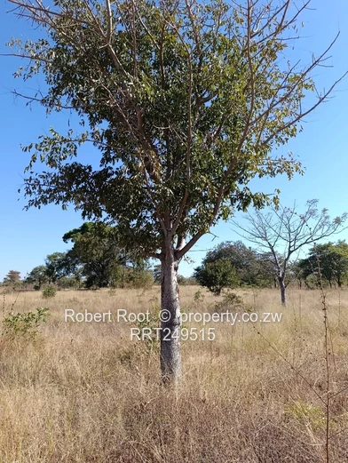 Agro Residential Plot - 178 Clon Moran, Kadoma 