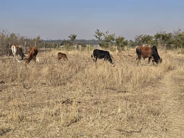 Farm & Agricultural Land