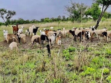 Farm & Agricultural Land