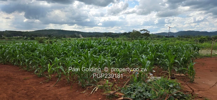 Spacious residential stand near the gold