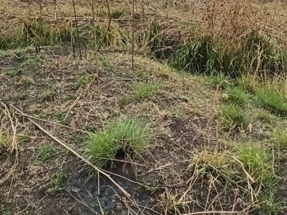 Commercial & Industrial Land