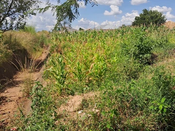 Stands & Residential Land