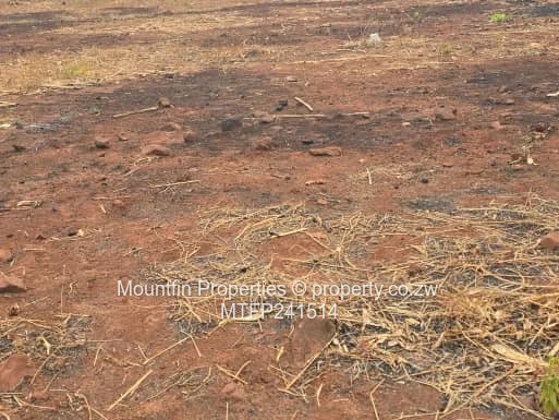 Mazowe Concession Stand 
