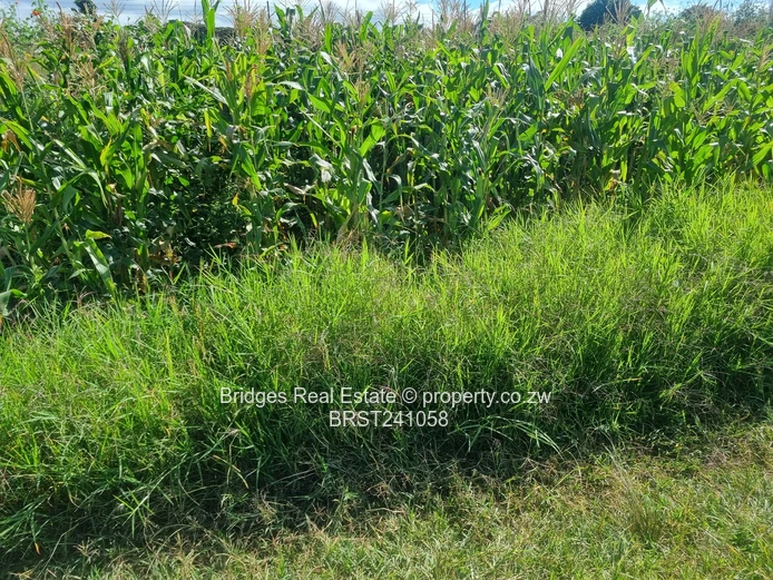 Agro Residential Parcel (Sole Mandate)