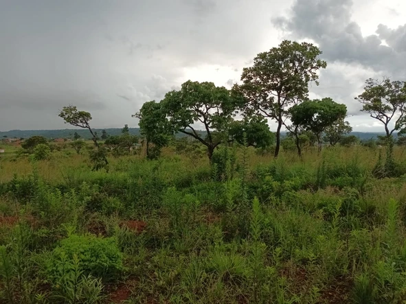 Land