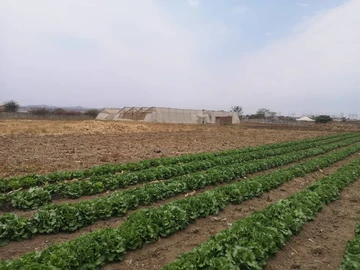 Farm & Agricultural Land